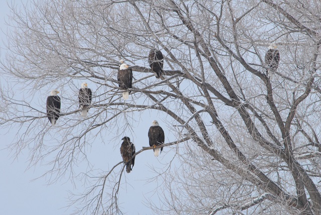    Bald Eagles in a tree