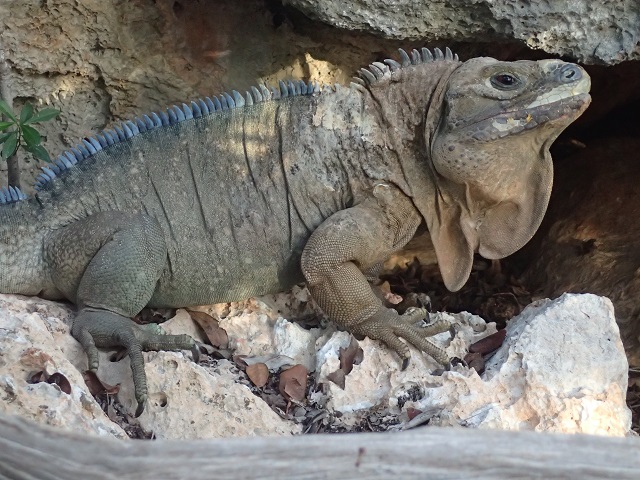    Jamaican Rock Iguana. 