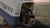 Black-Footed Ferrets Return to Meeteetsee