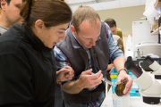 Biologists learn how to grow freshwater mussels