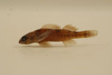 Etheostoma collettei