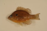 Lepomis marginatus