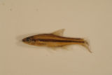 Notropis chalybaeus