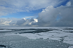 Arctic sea ice