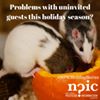 '“Twas the night before Christmas and all through the house, not a creature was stirring, not even a mouse". No matter what holiday you are celebrating this winter, chances are that rodents are not high on you preferred guest list. Check out our webpage on rodents for ideas on keeping these uninvited guests out of your home.
 
http://npic.orst.edu/pest/rodent.html'