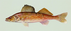 an illustration of a walleye
