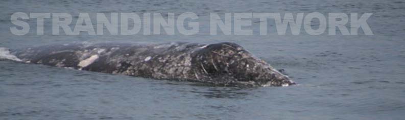 gray whale