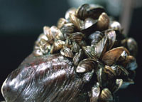 Zebra mussels are profilic breeders and can live for several days out of water. Photo: Dennis Clay, USGS