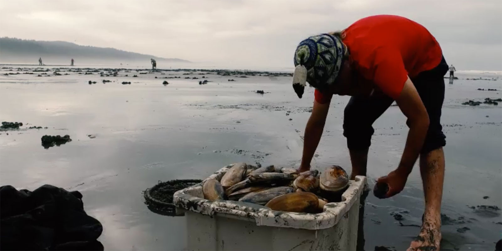 man digging up clams on the beach