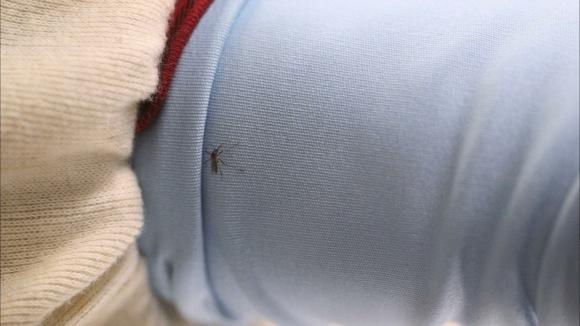 Mosquito Stopper? Permethrin-Treated Shirts Tested