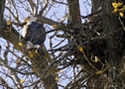 Eagle in tree