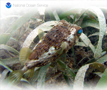 A balloonfish