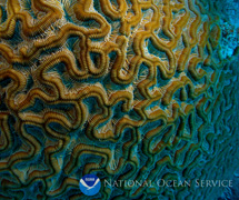 Brain Coral