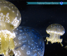 Spotted Jellyfish, Monterey Bay Aquarium