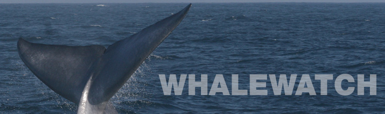 whalewatch.jpg