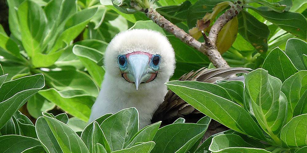 red footed booby at palmyra atoll