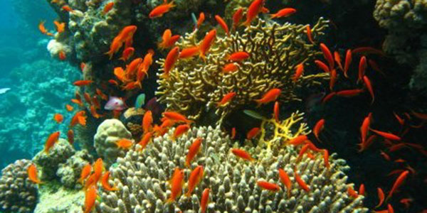 photo of fish and coral