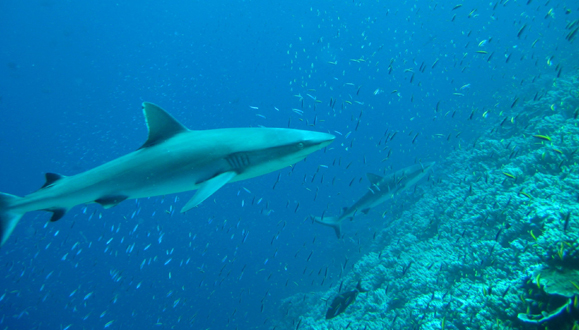 Shark Conservation Act Final Rule