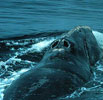 North Atlantic Right Whale