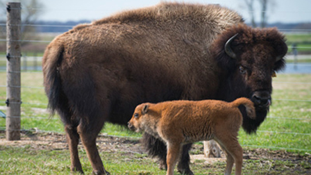 Bison