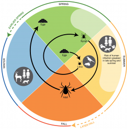 Figure 5.3: Life Cycle of Blacklegged Ticks, <i>Ixodes</i> <i>scapularis</i>