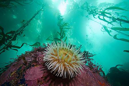 anenome and kelp