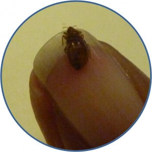 Bed bugs are small in size but still visible to the naked eye.