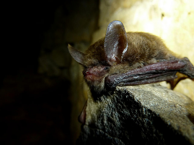 Long-eared bat. Photo by USFWS.