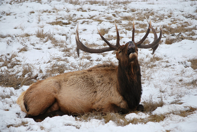 Colorado Parks and Wildlife 