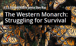 The Monarch Butterfly Story...