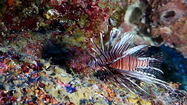 lionfish