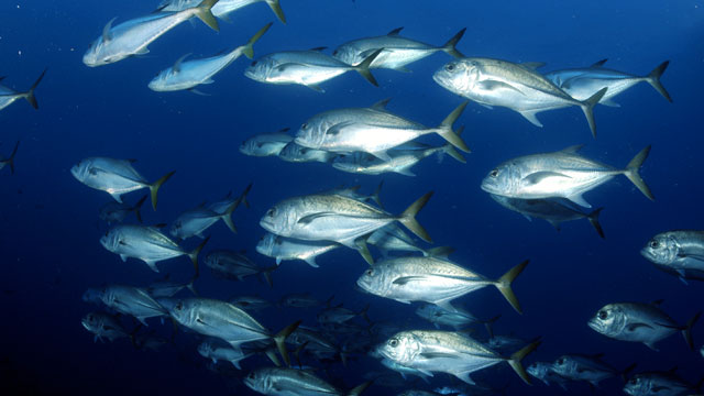 photo of a school of fish