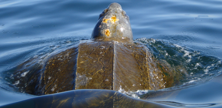 Teacher Learns Science Behind Leatherback Turtles