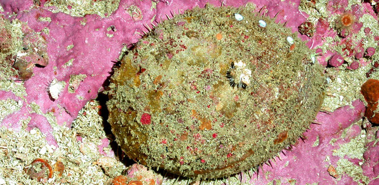 Agreement Supports White Abalone Recovery