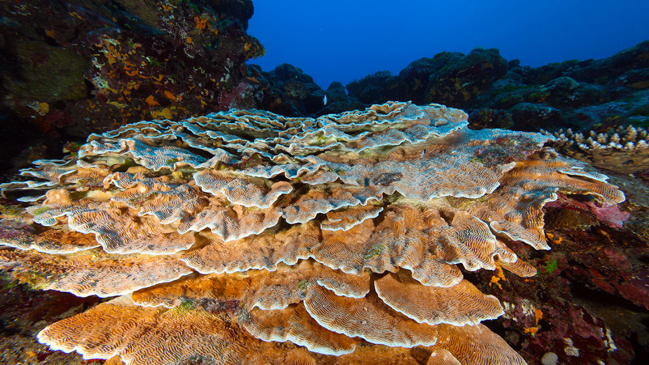 photo of healthy coral