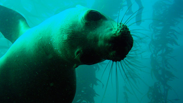 photo of a sea lion