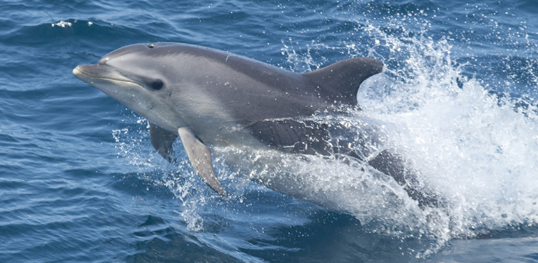 Dolphin Mortality Events Prompt More Patrols