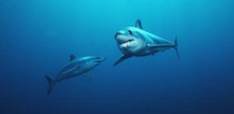 Shark Conservation in Our Global Oceans