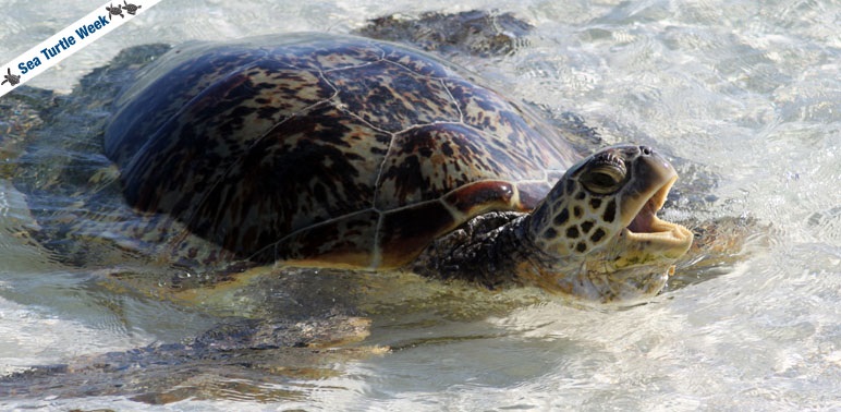 Celebrating Sea Turtles - Sea Turtle Week 2015