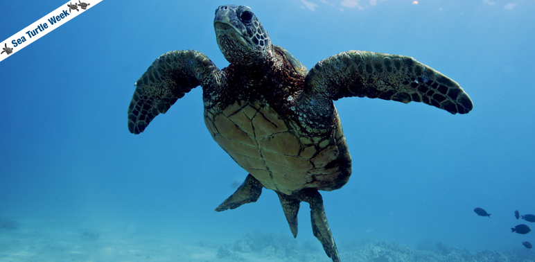 Sea Turtle Week 2016: Conservation and Recovery 