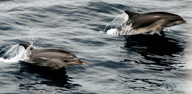 What's Causing Bottlenose Dolphins to Strand?