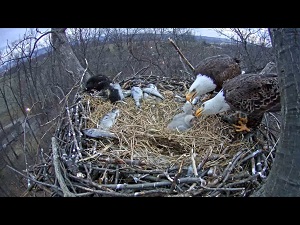 Eagle parents tend to their eaglets. 