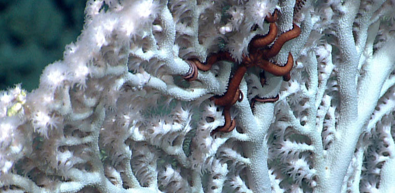 The Mysterious World of Deep-water Corals