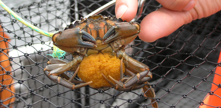 What’s the Status of Invasive Species in Alaska?