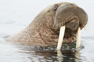 Photo of a walrus in the water.  Photo Credit:  S. Zagrebelniy