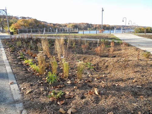 The newly installed rain garden at Oyster Bay’s Western Waterfront will capture, treat, and infiltrate polluted stormwater runoff before entering nearby Oyster Bay, and eventually Long Island Sound. Photo credit: Amy Mandelbaum, New York Sea Grant/ Long Island Sound Study.