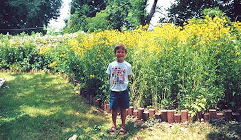 Gayle’s first native garden in its third year, with her son Nate