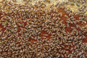 Healthy honey bee frame covered with bees and capped honey cells