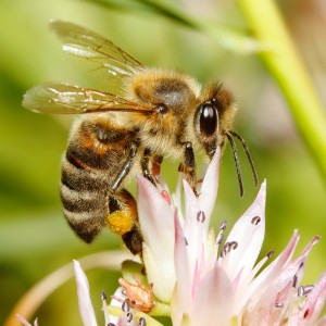 Honey bee pollinating flower