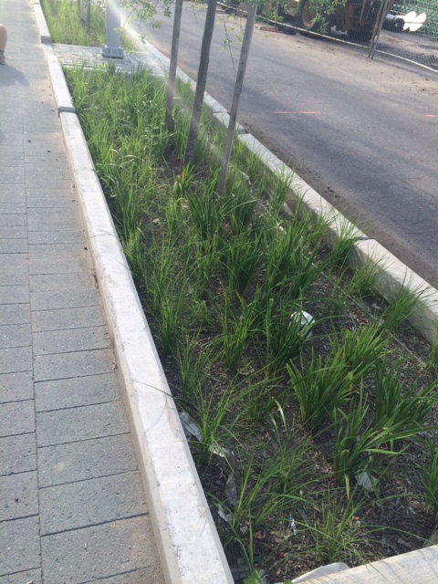An example of green infrastructure to help in managing urban stormwater. 